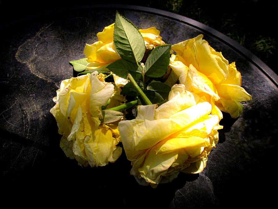 Four Yellow Roses  Photograph by W Craig Photography