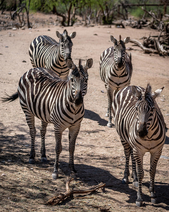 Four Zebras Photograph by Al Judge