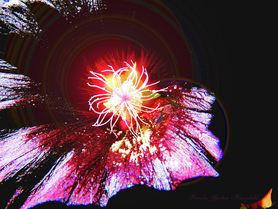 Fourth of July Hollyworks 3 - Manipulated Flower -  Floral Photographic Art - Hollyhock Photograph by Brooks Garten Hauschild