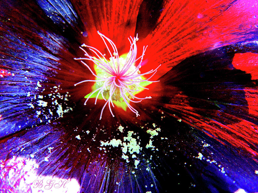 Fourth of July Hollyworks 2 - Images from the Garden - Enhanced Hollyhock - Floral Photography Photograph by Brooks Garten Hauschild