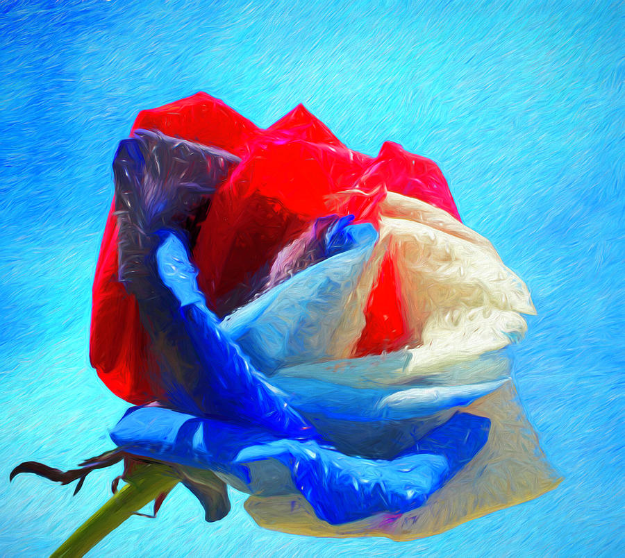 Fourth of July Rose Photograph by Judy Vincent