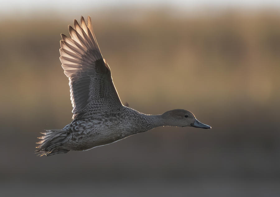 Fowl Flight Photograph by Wade Aiken