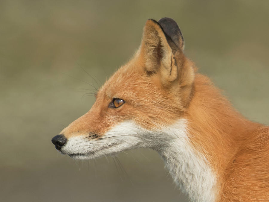 Red Photograph - Fox #3 by Ken Weber Red Photograph - Fox #3 by Ken Weber
