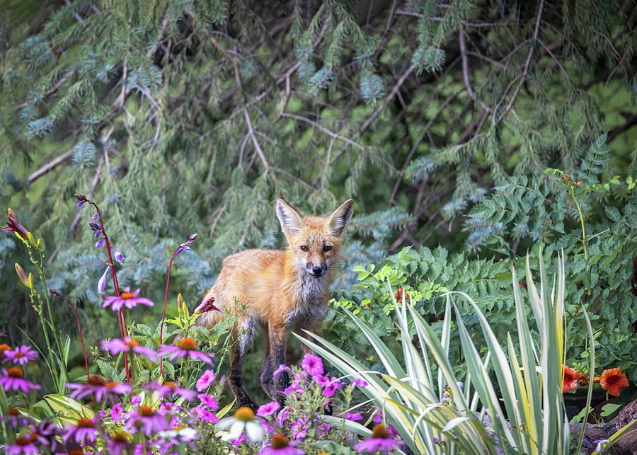 Fox Among the Flowers Photograph by Patti Deters