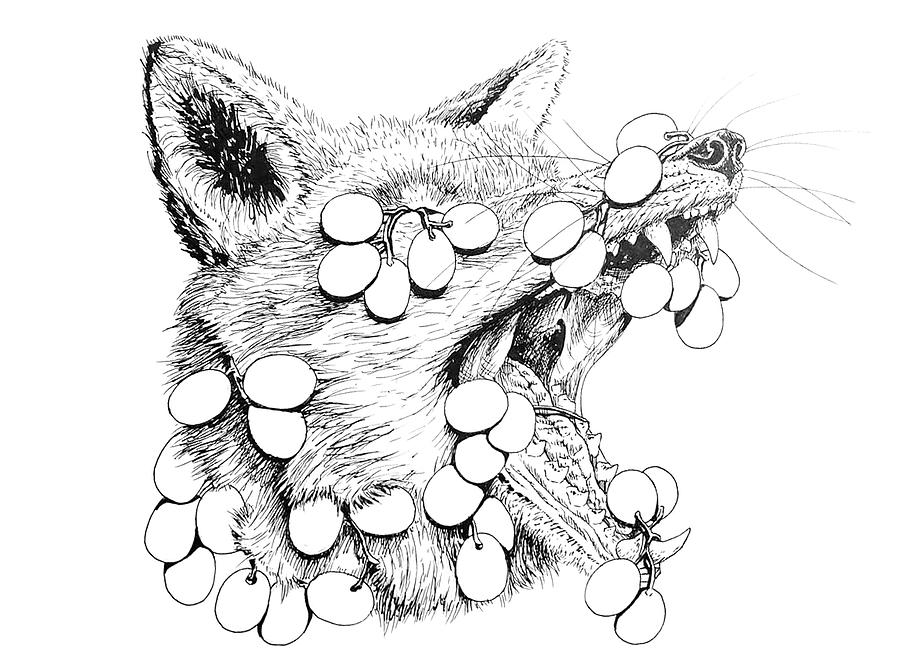 Fox and the Grapes Drawing by Brody Engstrom - Fine Art America