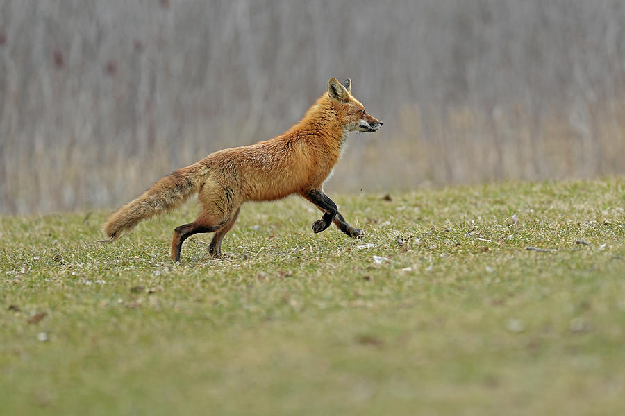 Fox Photograph by Asbed Iskedjian - Fine Art America