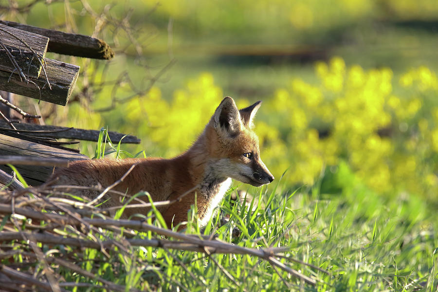 Fox at Den Photograph by Brook Burling