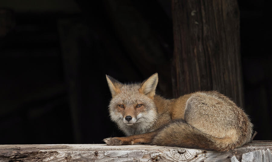 Fox At Rest Photograph by Everet Regal