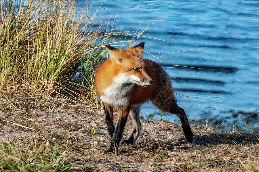 Fox At The Shore Photograph by Cathy Kovarik