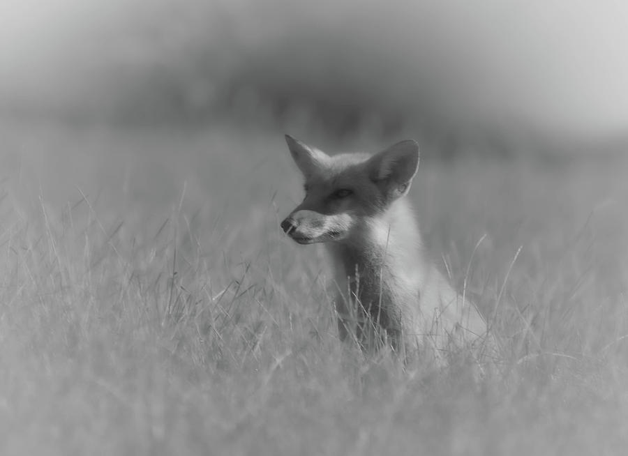 Fox Black and White Photo Photograph by Bruce Pritchett