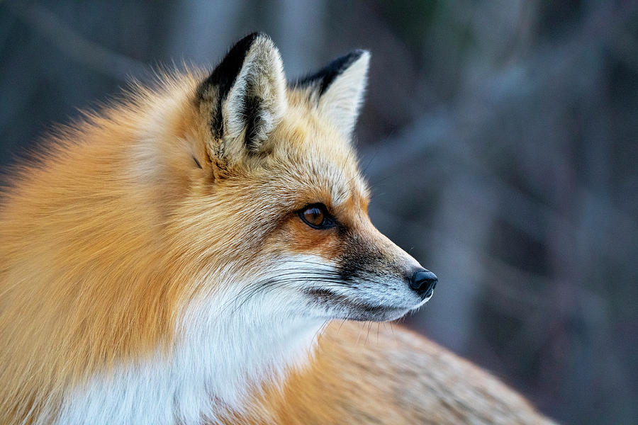 Fox Close Up Photograph