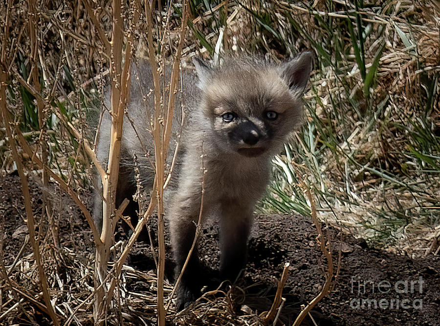 Fox Cub Photograph by Steven Krull