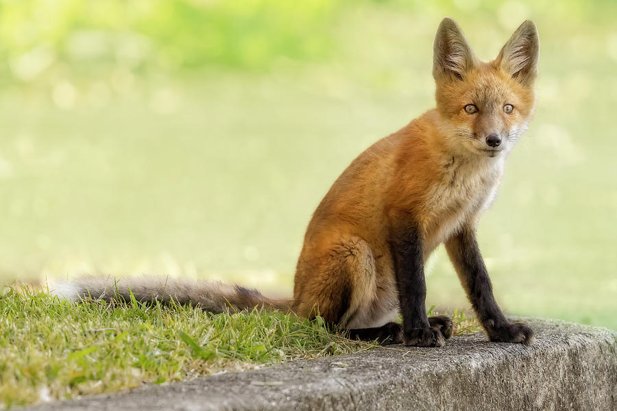 Fox Photograph - Fox Cub by Susan Candelario