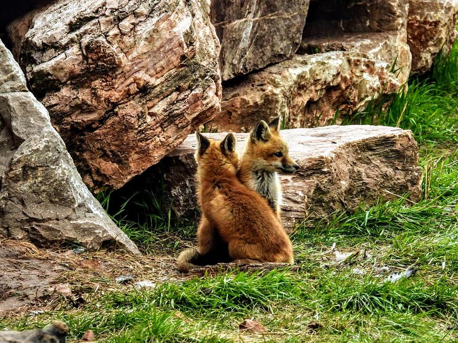 Fox Cuddles Photograph by Amanda R Wright