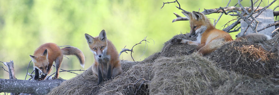 Fox Den PANO Photograph by Brook Burling