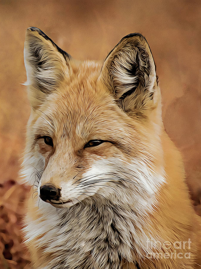 Fox Digital Art by Denise Dundon