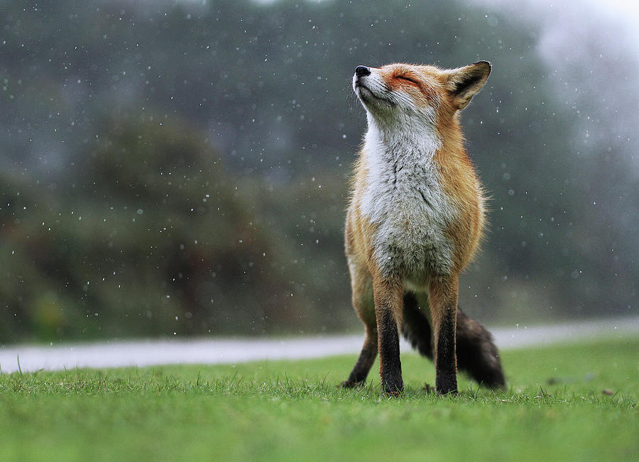 Fox enjoys Rain Photograph by Julian Rad - Fine Art America