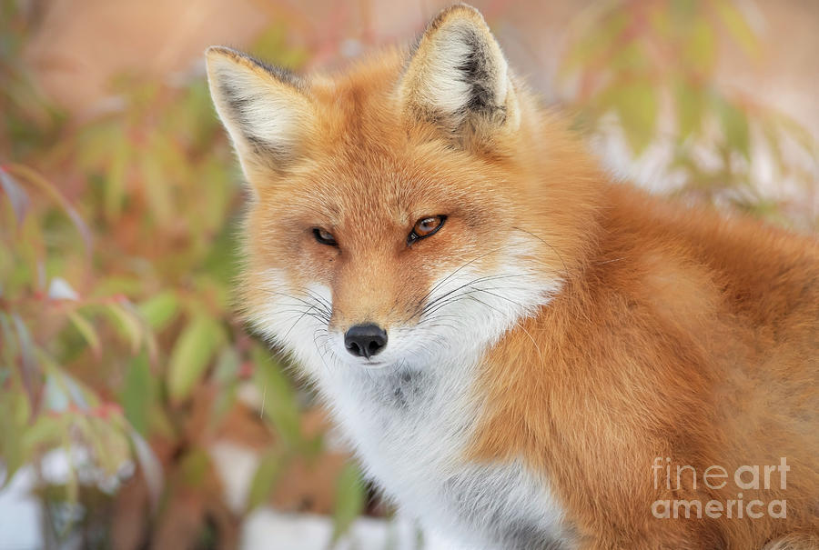 Fox eyes Photograph by Darya Zelentsova