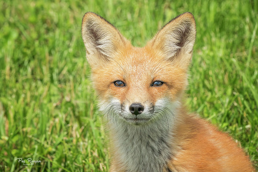 Fox Face Photograph by Peg Runyan