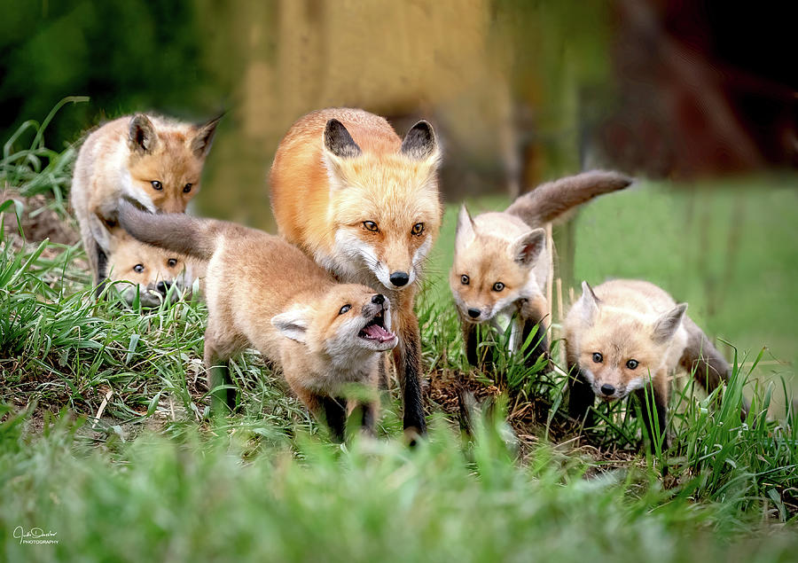 Fox Family Outing Photograph by Judi Dressler