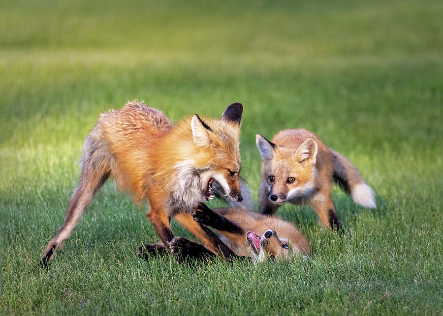 Fox Family Play Time Photograph by Patti Deters