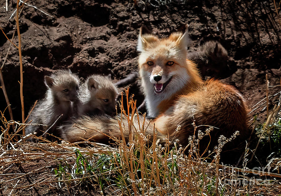 Fox Family Photograph by Steven Krull