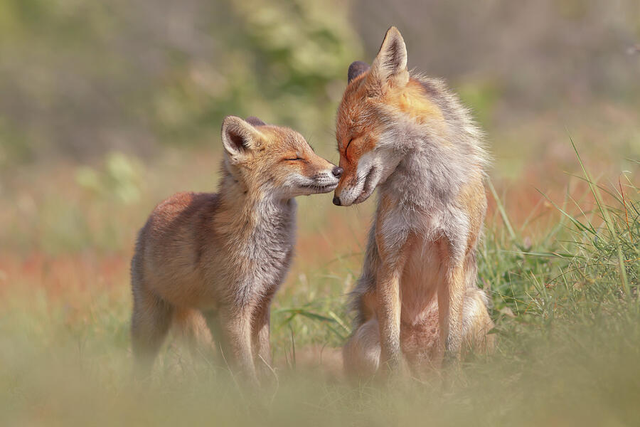 Fox Photograph - Fox Felicity II - Mother and fox kit showing love and affection by Roeselien Raimond