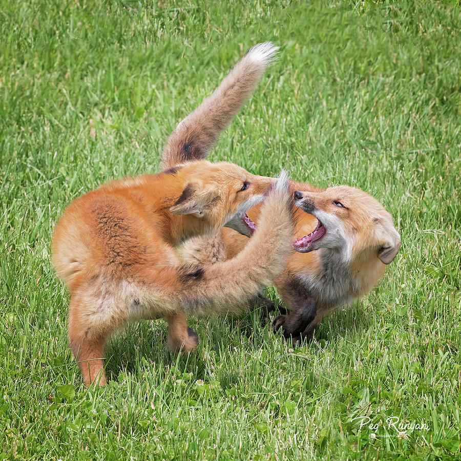 Fox Fight Photograph by Peg Runyan