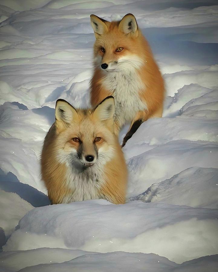 Fox Friends Photograph by Stephanie Wilson - Fine Art America