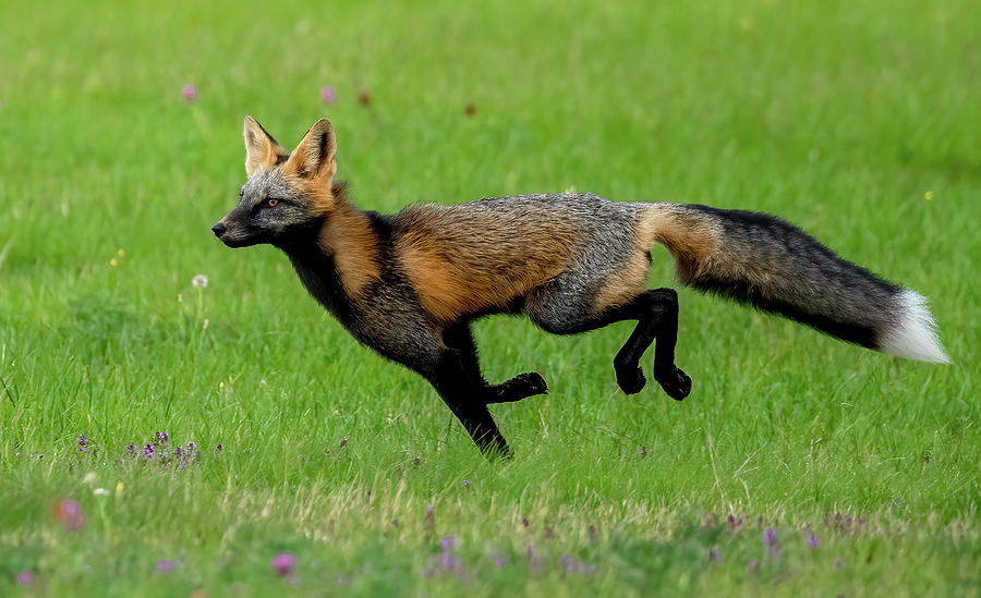Fox Frolic Photograph by Marcy Wielfaert