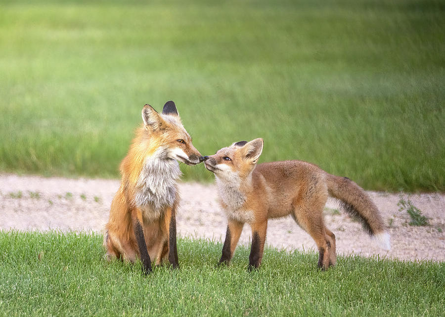 Fox Fun 09 - Morning Kiss Photograph by Patti Deters