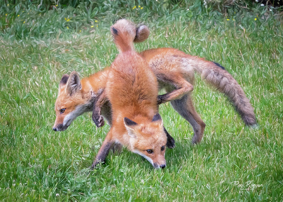 Fox Fun Photograph by Peg Runyan