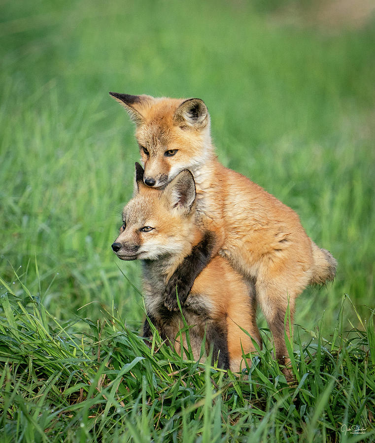 Baby Fox Hug Photograph by Judi Dressler