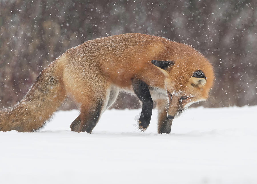 Fox Hunt Photograph by CR Courson