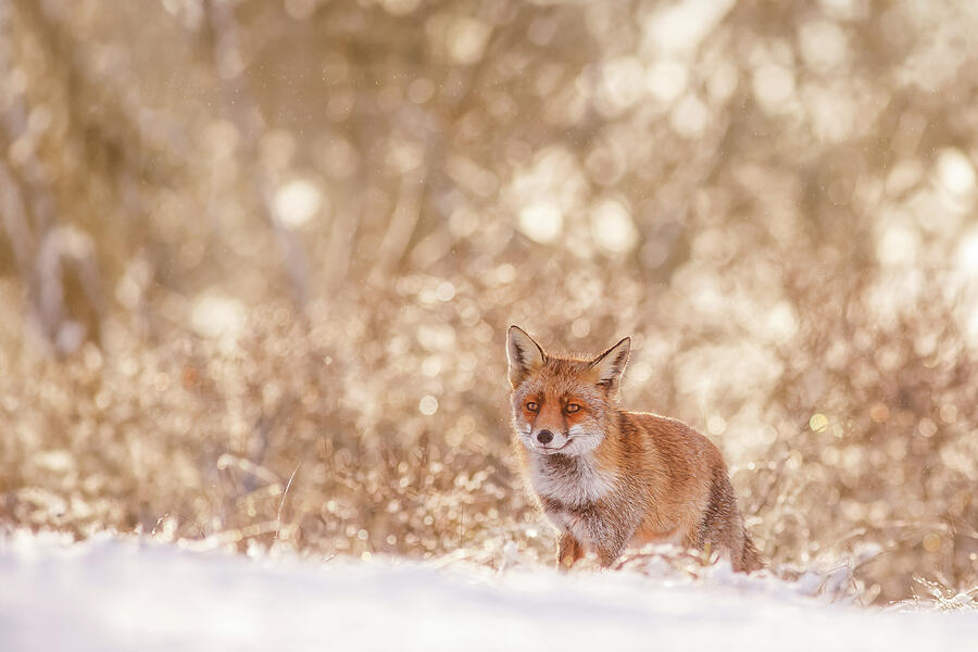 Magic Photograph - Fox in a Fairy Tale Snow World by Roeselien Raimond