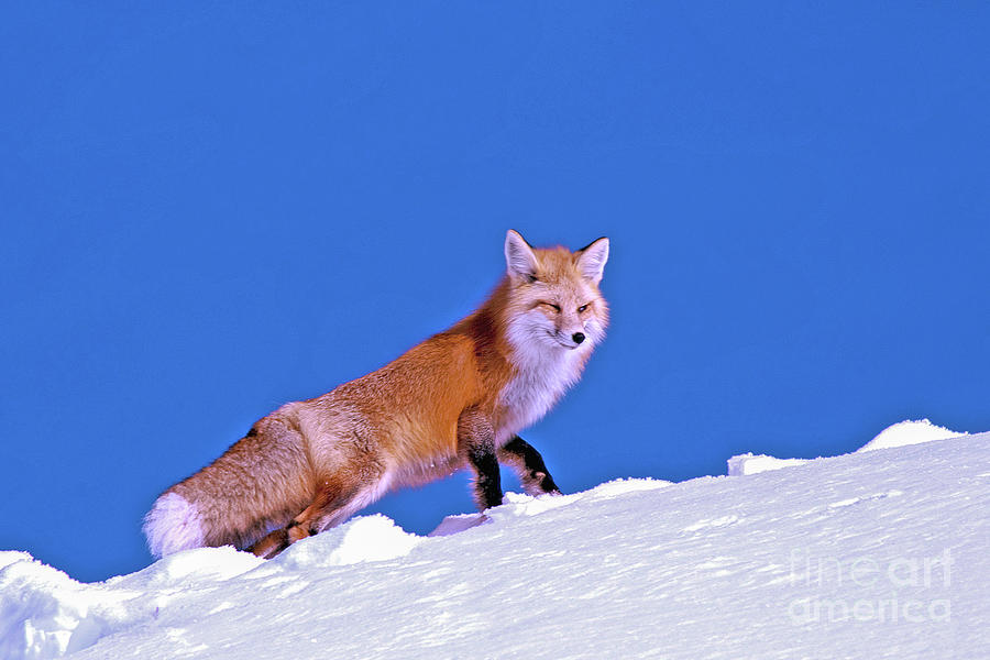 Fox In Snow Photograph by Gary Beeler