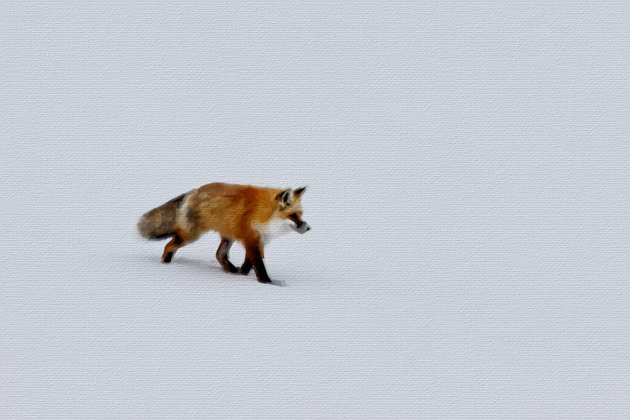 Fox In Snow Painting by Tony Rubino