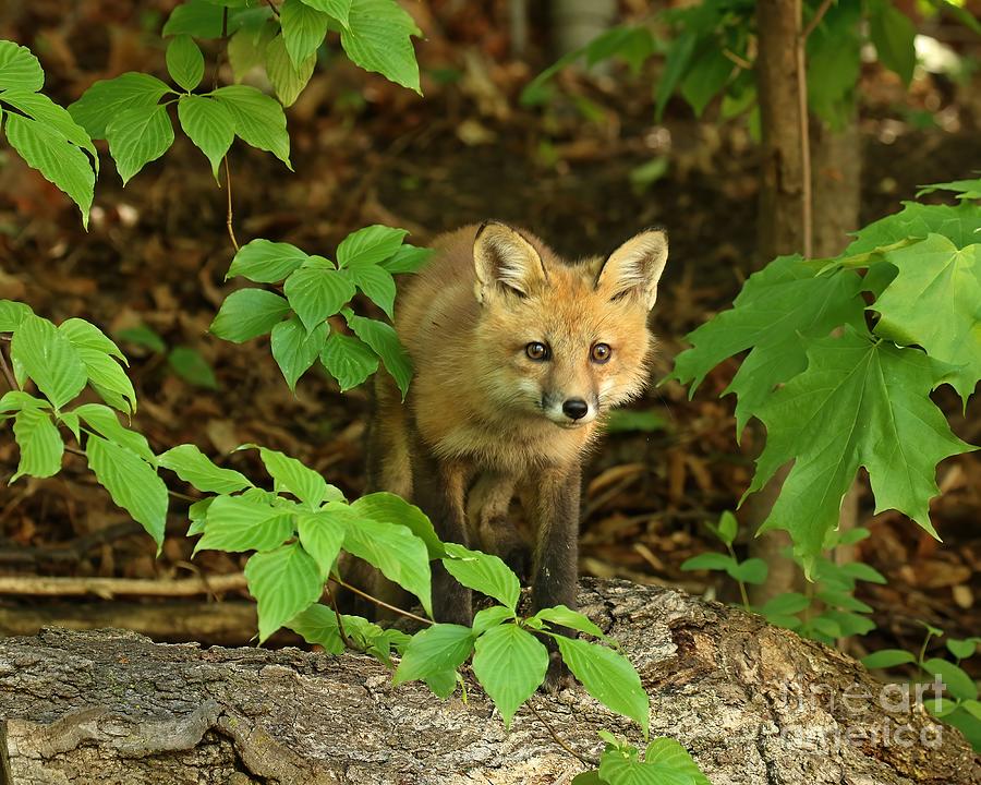Fox in the foliage  Photograph by Heather King