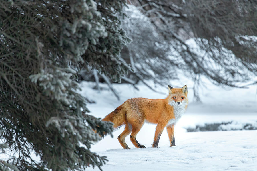 Fox in the Forest Photograph by James Capo