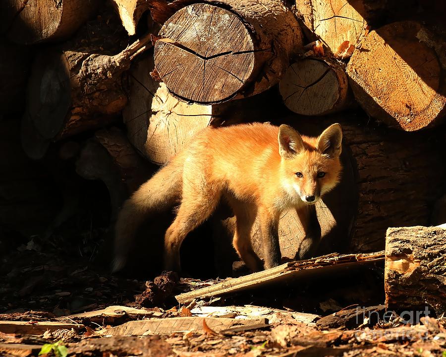 Fox in the lumber yard Photograph by Heather King