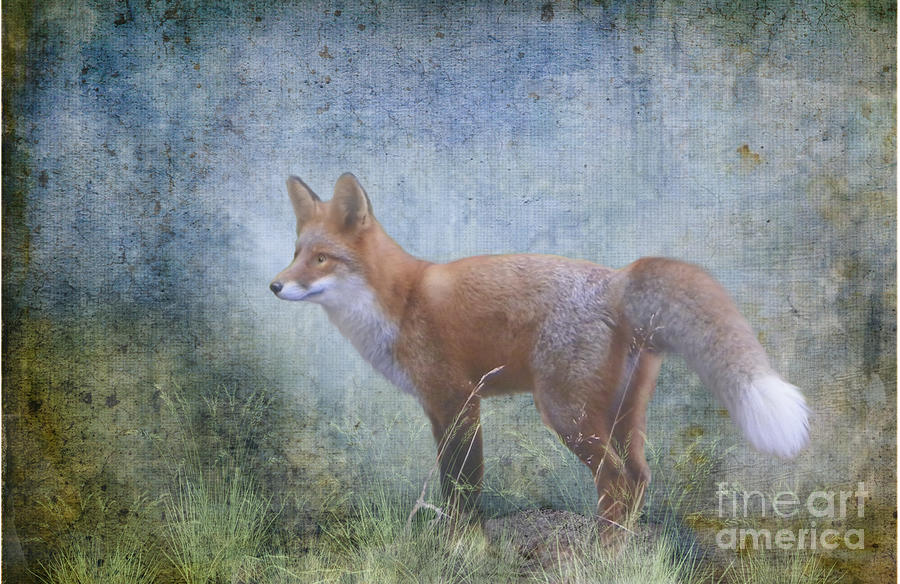 Fox in the Mist Photograph by Sannel Larson Fox in the Mist Photograph by Sannel Larson