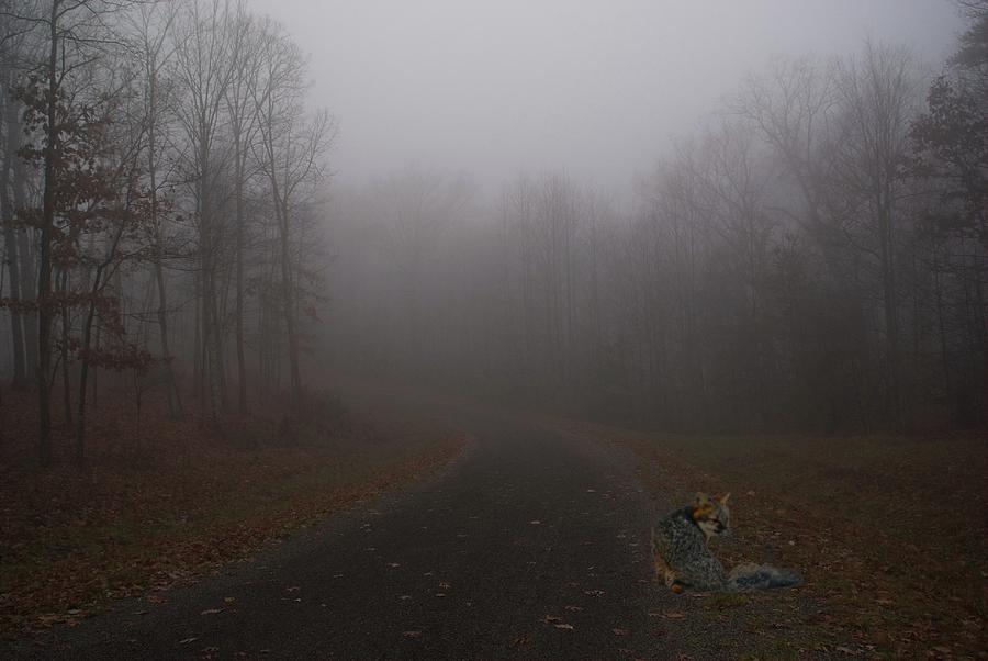 Fox in the Roadway on a Foggy Morning Photograph by Douglas Barnett