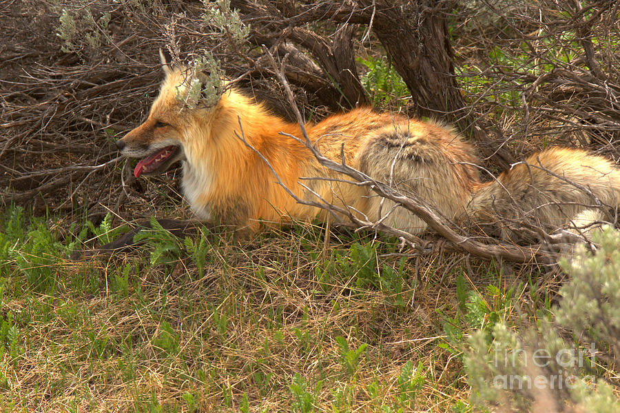 Fox In The Sage Brush Photograph by Adam Jewell