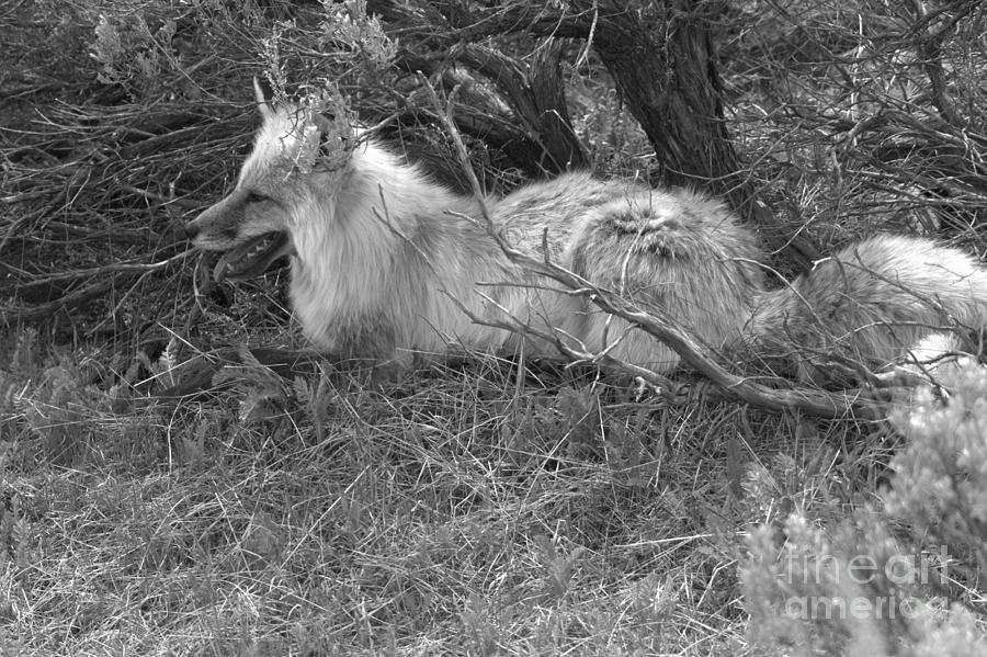 Fox In The Sage Brush Black And White Photograph by Adam Jewell