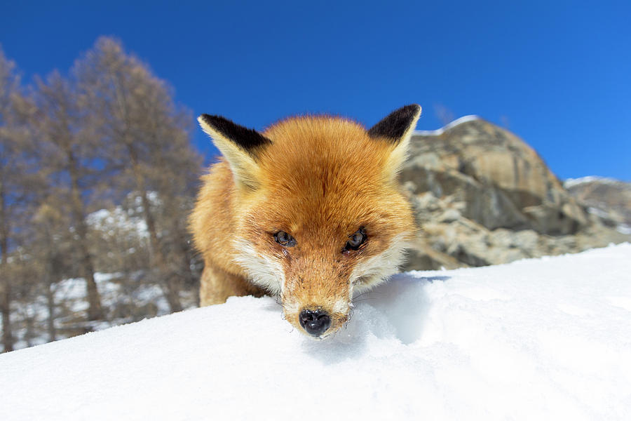 Fox in the snow by Pietro Ebner Fox in the snow by Pietro Ebner