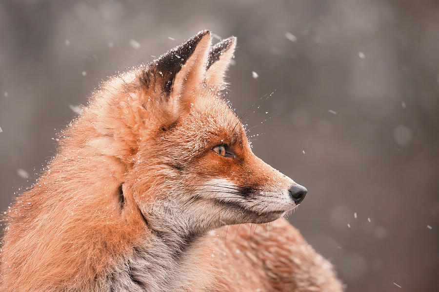 Winter Photograph - Fox in the Snow Series - Fox Focus by Roeselien Raimond