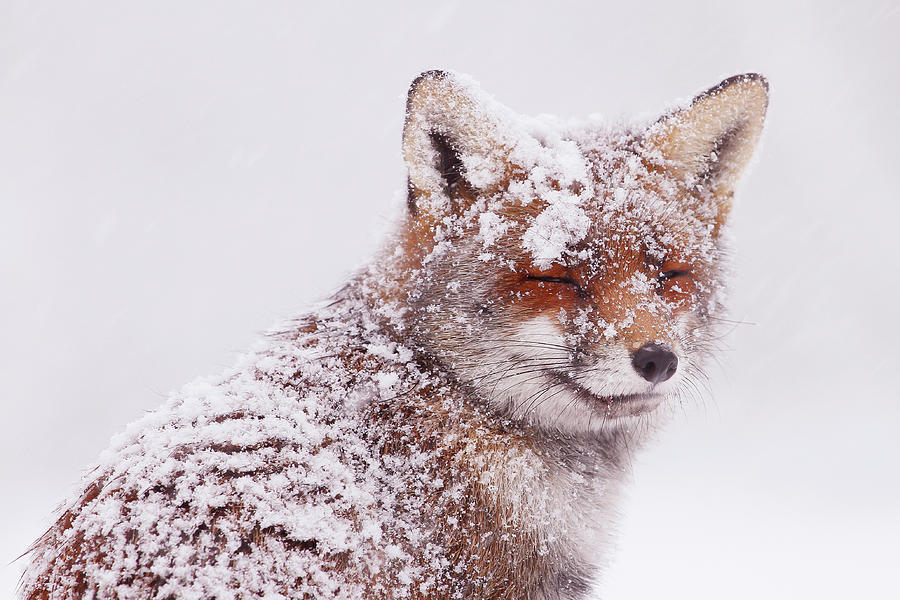 Winter Photograph - Fox in the Snow Series - Fox in the Snow Portrait by Roeselien Raimond