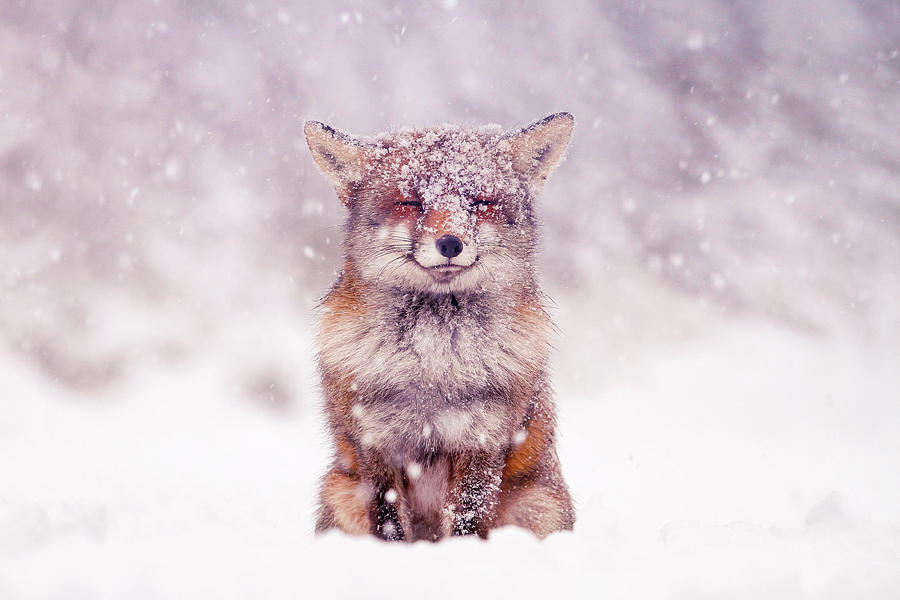 Winter Photograph - Fox in the snow series- Smiling fox in the snow by Roeselien Raimond
