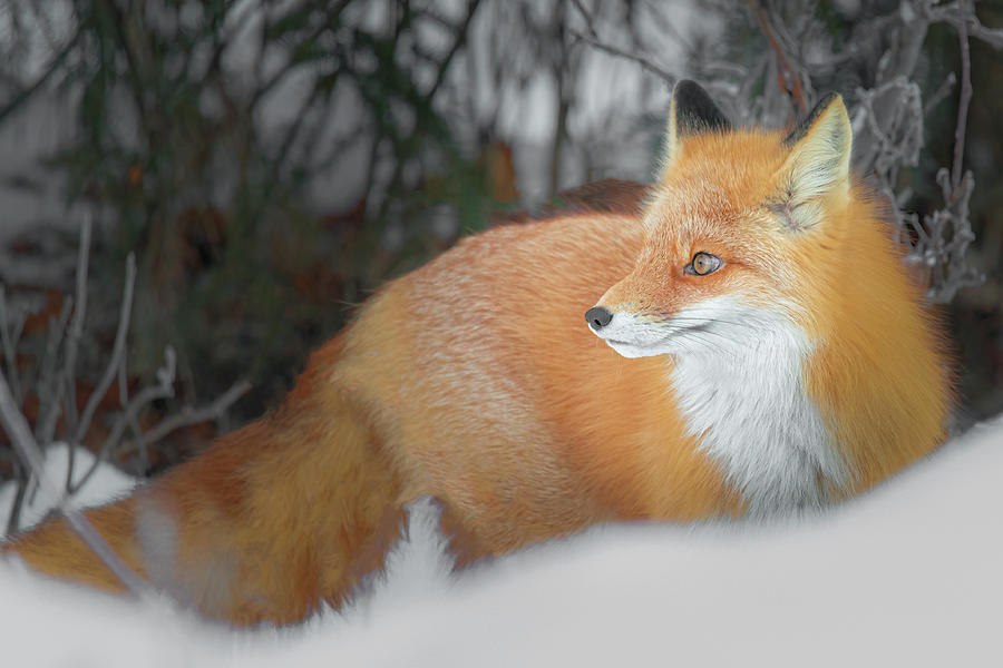 Fox in the Woods Photograph by James Capo