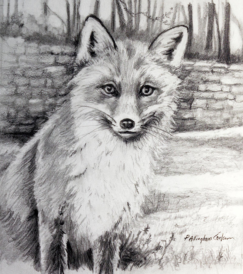 Fox in the Yard Drawing by Patricia Allingham Carlson | Fine Art America